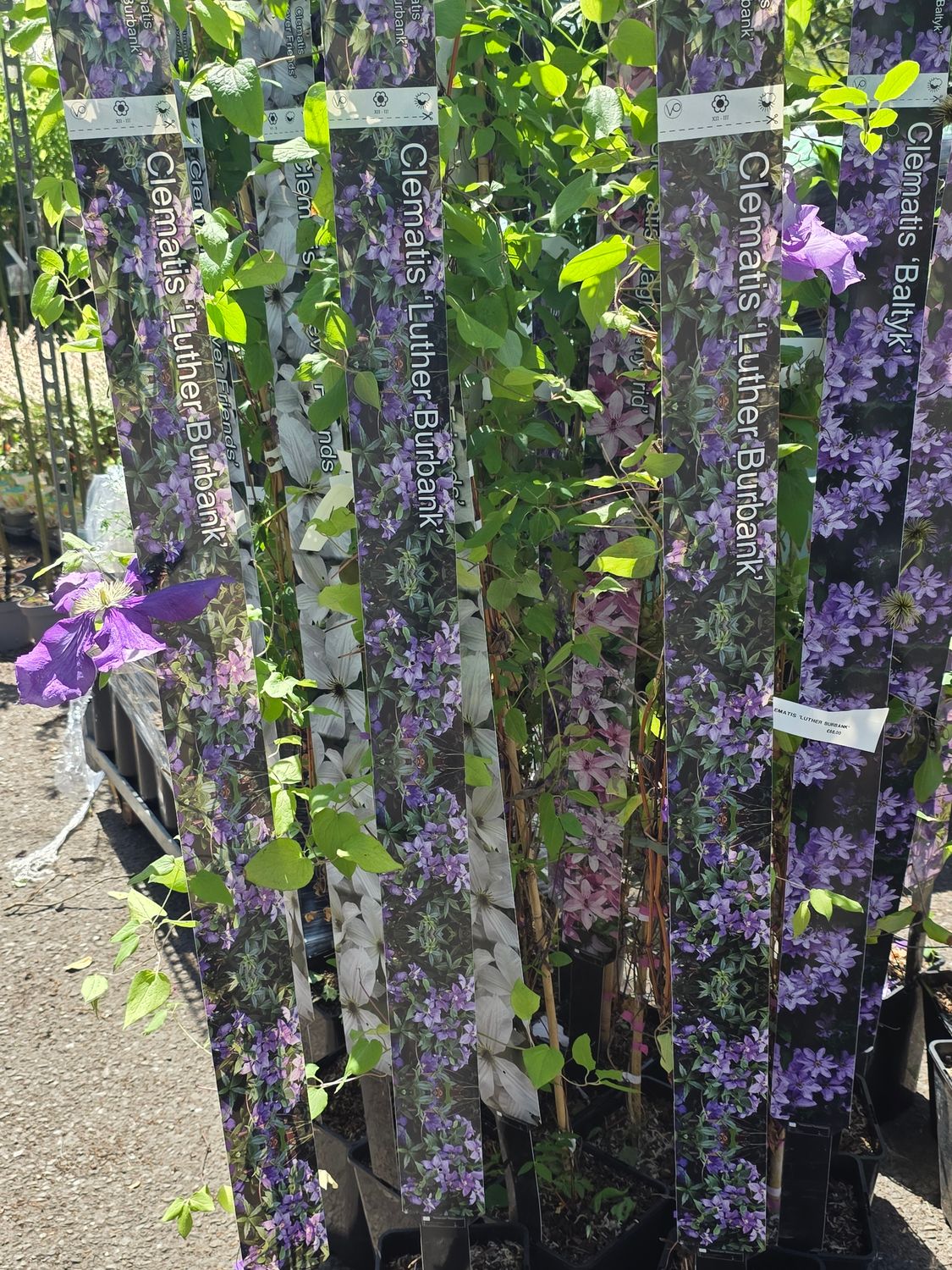 Clematis &quot;Luther Burbank&quot;