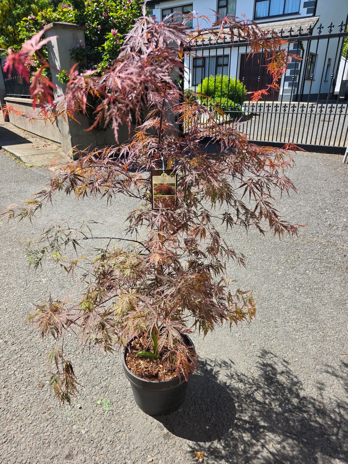 Japanese Maple- Acer Garnet