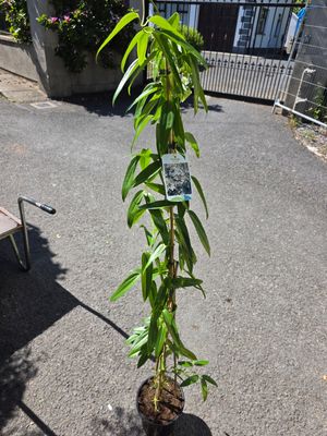 Evergreen CLematis White - Clematis armandii (XL size) CLEMATIS “ ARMANDII Evergreen climber for wall ,fence or arch . White flowers in late spring and early summer . Winter hardy and strong grower .