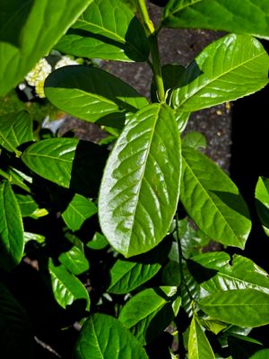 Laurel Prunus Novita - Dark Green Laurel Hedging (Large) 4-5 ft