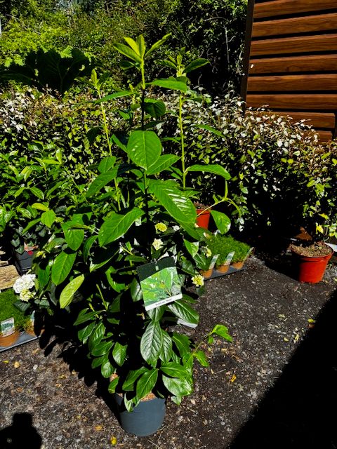Prunus &#39;Novita&#39; - Dark Green Laurel Hedging (Large)