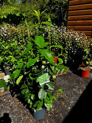Prunus &#39;Novita&#39; - Dark Green Laurel Hedging (Large) 4-5 ft