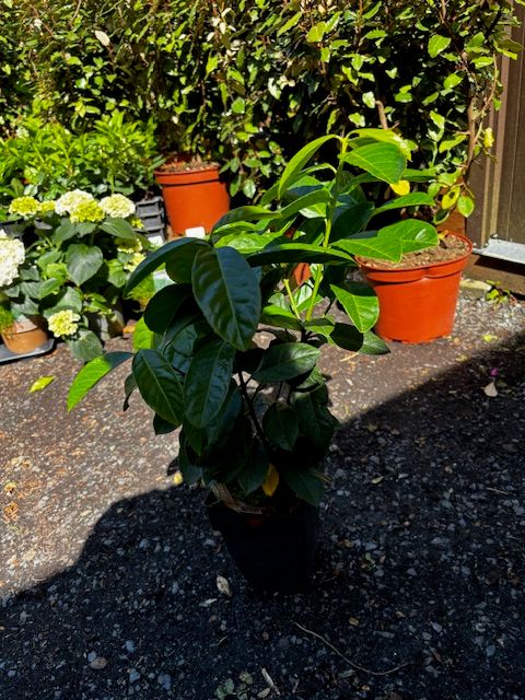 Prunus &#39;Etna&#39; - Green Laurel Hedging