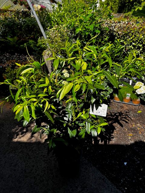 Prunus &#39;Herbergii&#39; - Dark Green Laurel Hedging (Large)