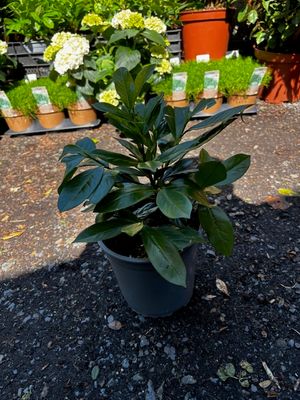 Prunus &#39;Novita&#39; - Dark Green Laurel Hedging (2L pot) 2-3ft