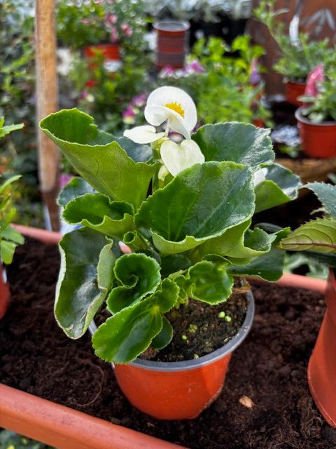 Begonia semperflorens &#39;Silver Queen&#39;