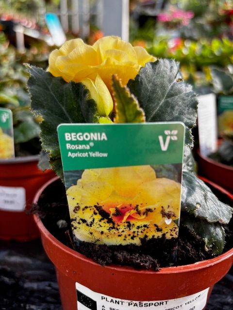 Begonia Rosanna Apricot Yellow