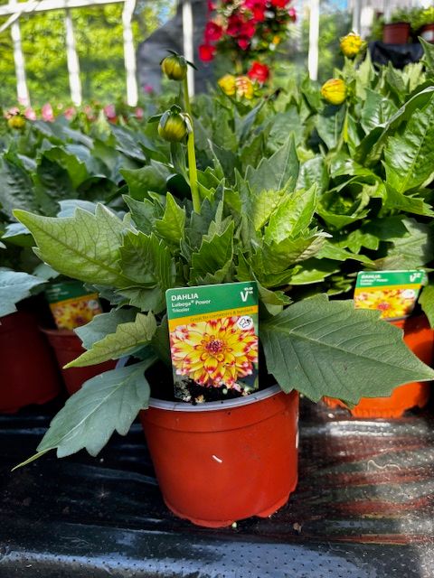 Dahlia Lubega &#39;Tricolour&#39;
