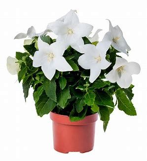 White Balloon Flower - Platycodon
