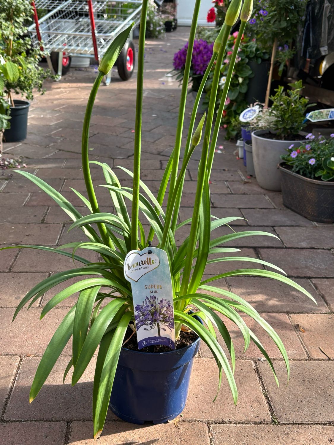 Agapanthus Superb Blue