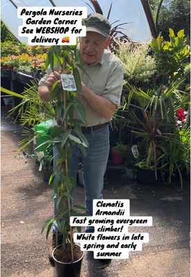 Evergreen CLematis White - Clematis armandii (XL size) CLEMATIS “ ARMANDII Evergreen climber for wall ,fence or arch . White flowers in late spring and early summer . Winter hardy and strong grower .