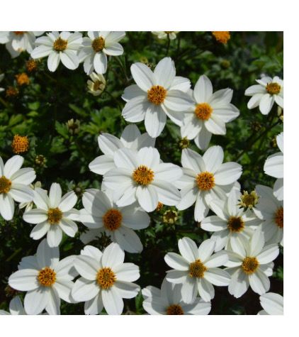 BIDENS HOT AND ICE  long trails of red flowers non stop until October Is