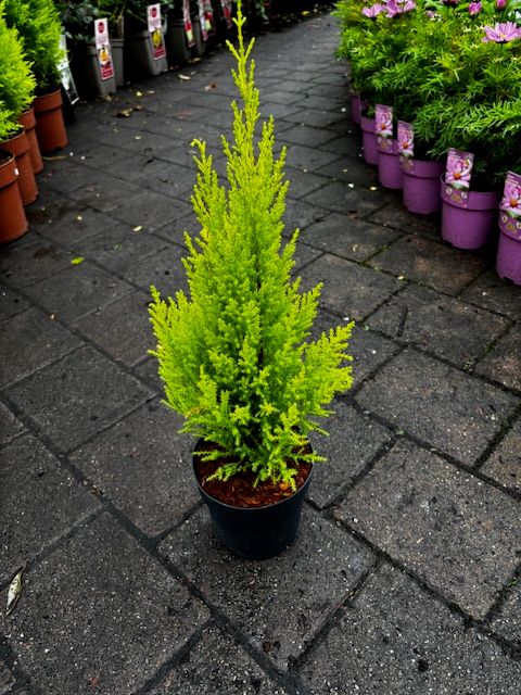 Cupressus &#39;Wilma&#39; (Small)