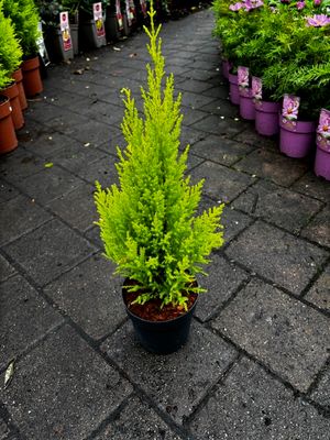Cupressus &#39;Wilma&#39; (Small)