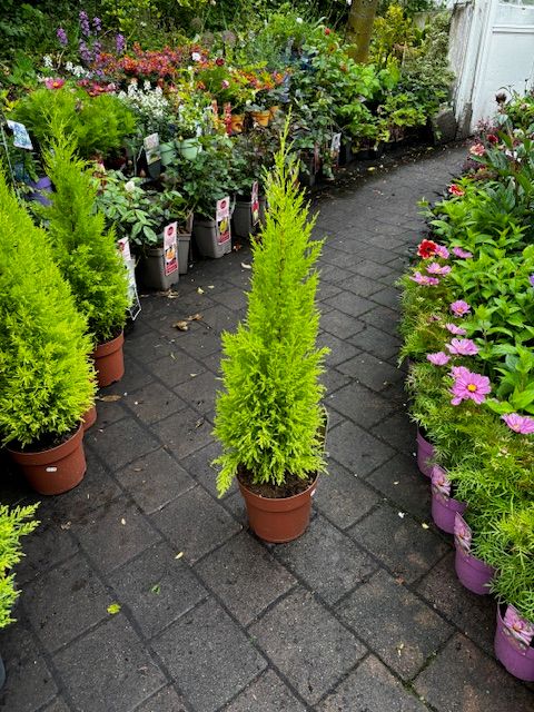 Cupressus &#39;Wilma&#39; (Large)