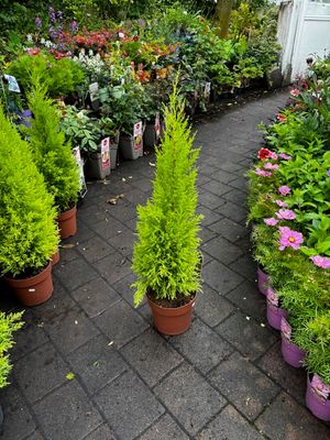 Cupressus &#39;Wilma&#39; (Large)
