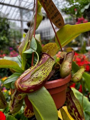 Nepenthes - Monkey Cup &#39;Gaia&#39; Fly-eating plant
