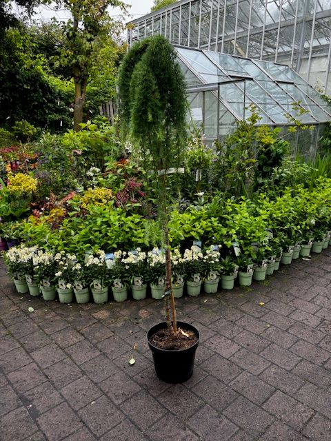 Green Rabbit Weeping Larch - Small garden tree, winter hardy and tough
