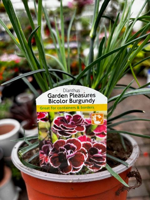 Carnation Garden Pleasure &#39;Burgundy&#39; flowers for months and last for years Good in pots or beds in a sunny and free draining spot