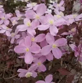 Clematis montana &#39;Fragrant Spring&#39; - fast growing climber for wall fence or arch