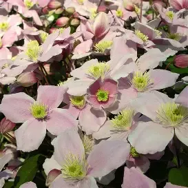 Clematis montana &#39;Pink Perfection&#39; - fast growing climber for wall fence or arch