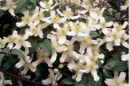 Clematis montana &#39;Wilsonii&#39; - fast growing climber for wall fence or arch