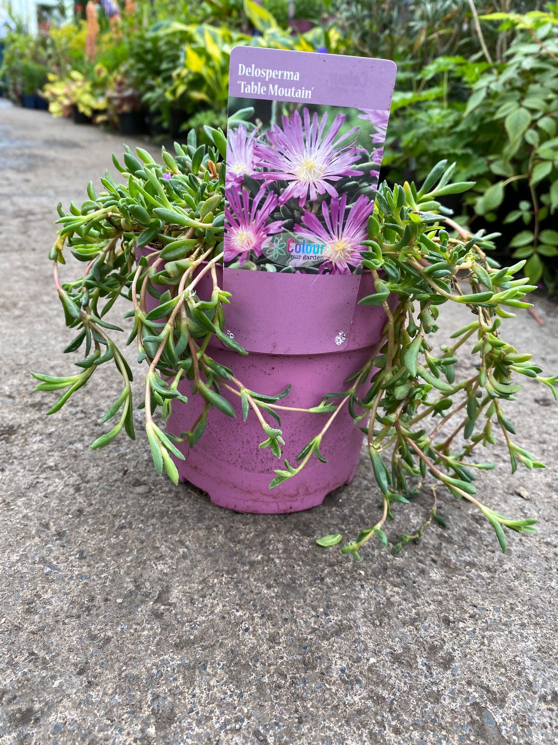 Delosperma &#39;Table Mountain&#39;