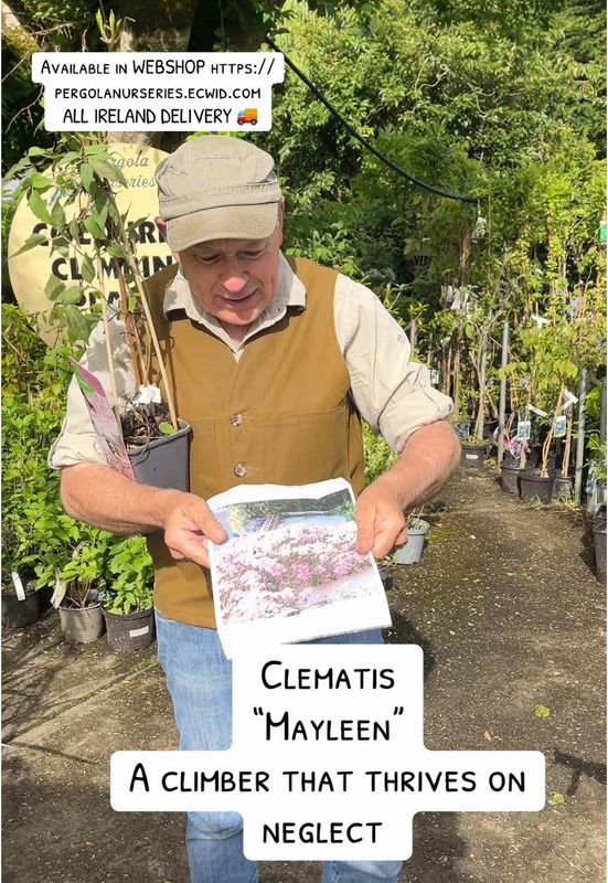 Clematis montana 'Mayleen' - fast growing climber for wall fence or arch