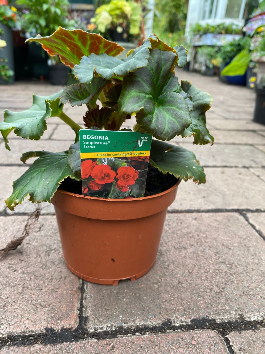 Begonia &#39;Sunpleasure Scarlet&#39;