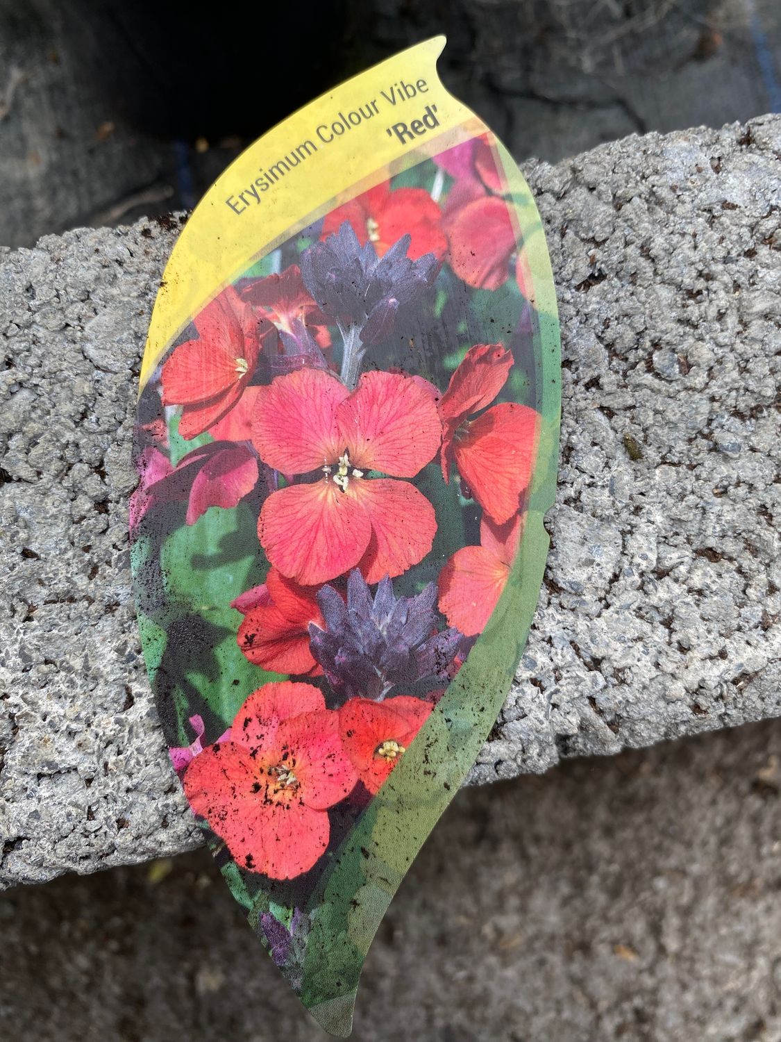 Erysimum Colour  Vibe &#39;Red&#39;