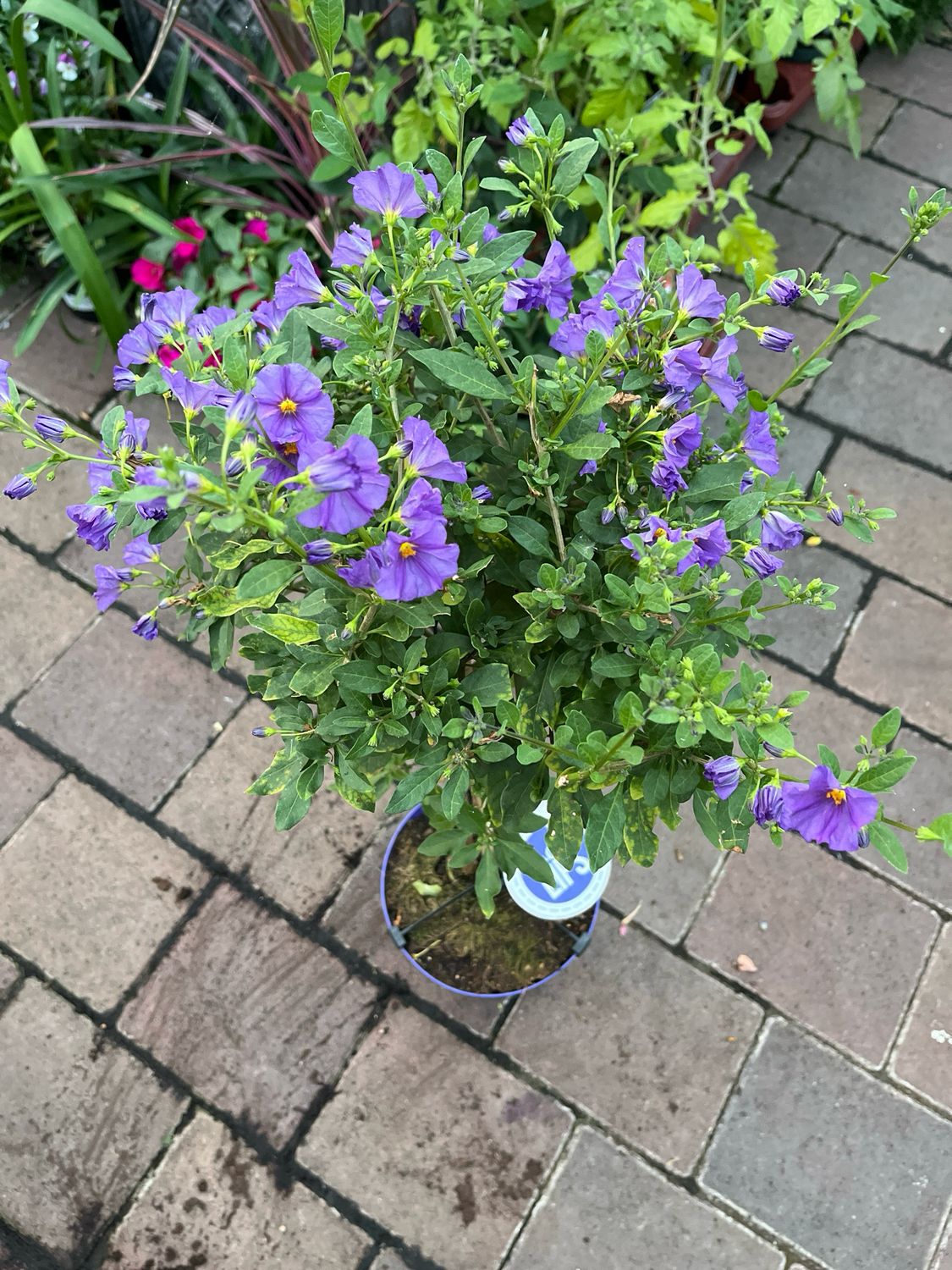 Solanum Rantonetti (Potato Tree) Blue Velvet on Stem perfect for pots ..flowers from May until October.