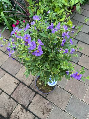 Solanum Rantonetti (Potato Tree) Blue Velvet on Stem perfect for pots ..flowers from May until October.