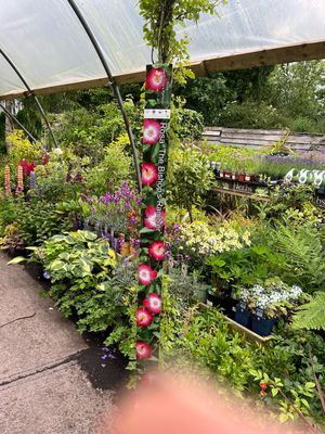 ROSE BISHOPS RAMBLER Loves climbing on trees ,in hedges or climbing on wall ,fence or arch . Loved by bees and pollinators . Plant in a sunny and free draining spot. Planting time is from now .