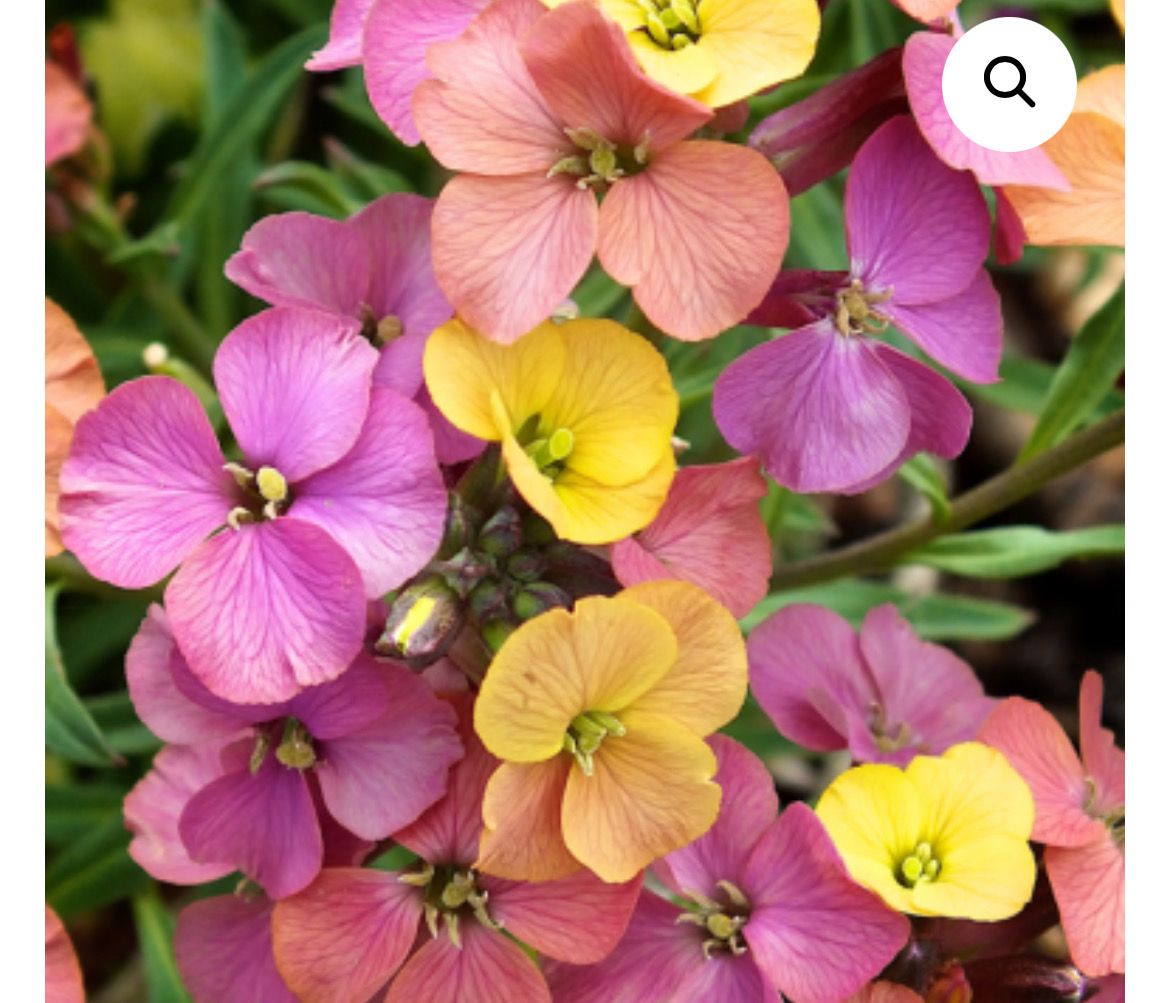 Erysimum Artists Paintbox , ERYSIMUM ARTISTS PAINTBOX..flowers non stop from May until October with a kaleidoscope of colour ò For pots ,beds or rockeries Planting time is from now .