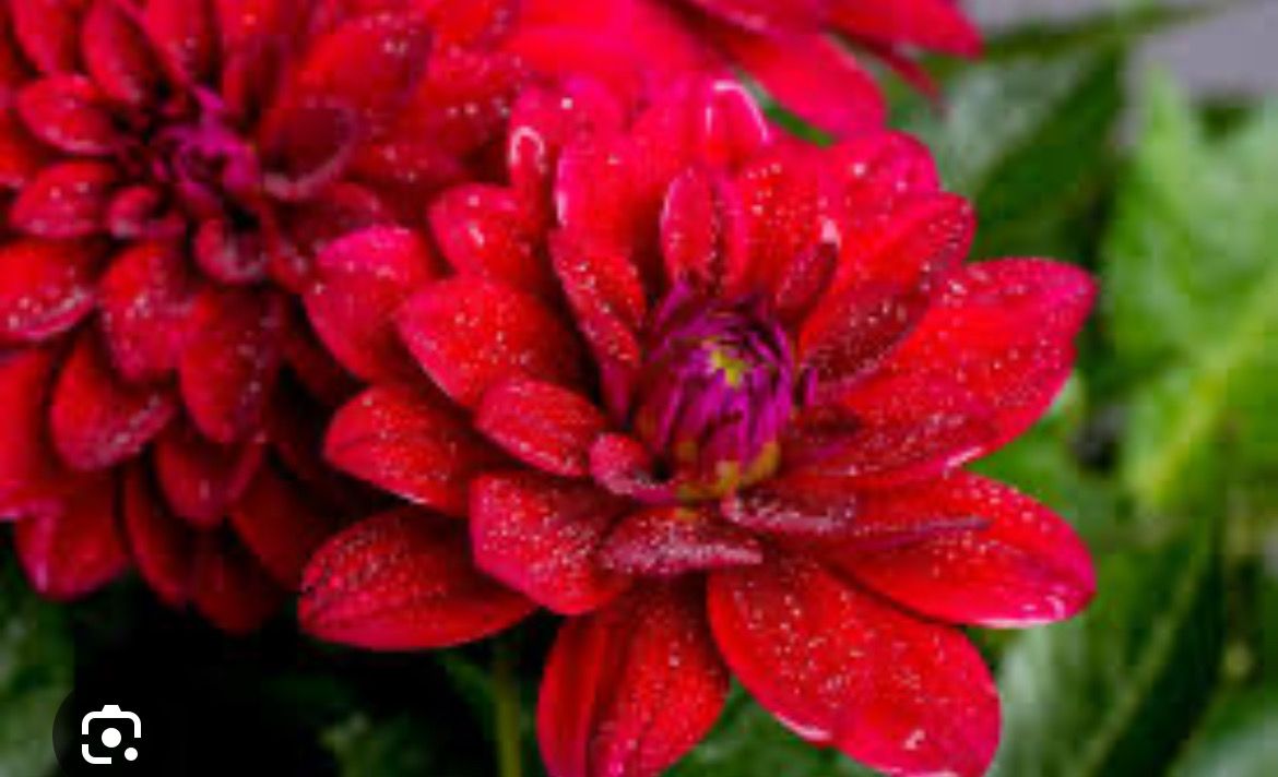 Dahlia Lubega Dark Red (Dwarf )non stop flowers for months