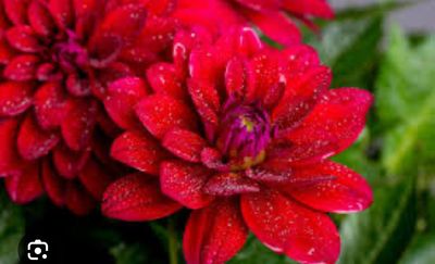 Dahlia Lubega Dark Red (Dwarf )non stop flowers for months