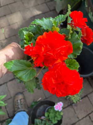 Begonia Orange Rosette Non Stop Flowers until October..for pots ,beds and baskets