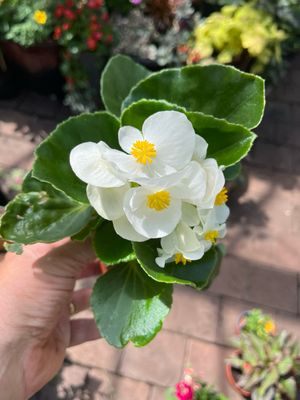 Begonia - White Swan ,flowers non stop until October