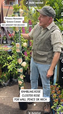 Rambling Rose kloster Rose ..for wall fence or arch ..extra strong 2 Mt approx ready for planting