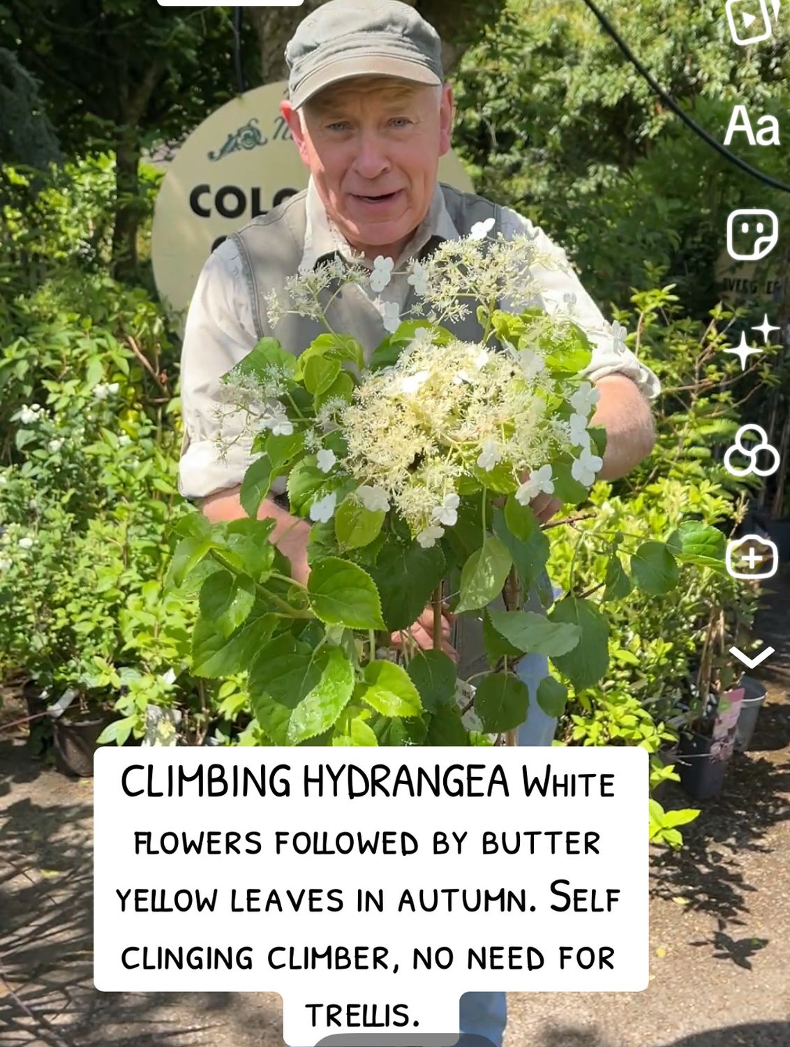 Hydrangea Anomale “Petiolaris” climbing hydrangea