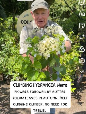 Hydrangea Anomale “Petiolaris” climbing hydrangea