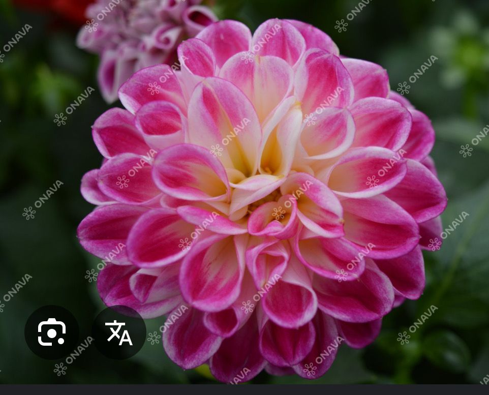 Dahlia Lubega Purple White , Dwarf compact dahlia for pots ,beds or rockeries