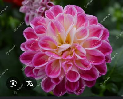 Dahlia Lubega Purple White , Dwarf compact dahlia for pots ,beds or rockeries