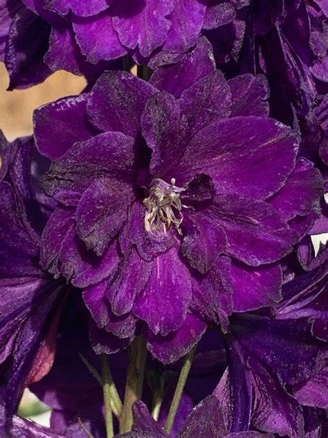 Delphinium Black Velvet
