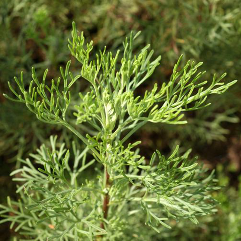 ARTEMISIA ABORTANUM