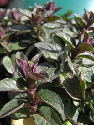 Peppermint - Mentha Piperita &#39;Chocolate&#39;
