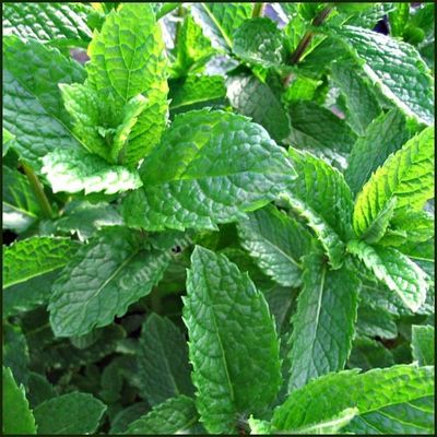 Peppermint - Mentha Spicata &#39;Moroccan&#39;