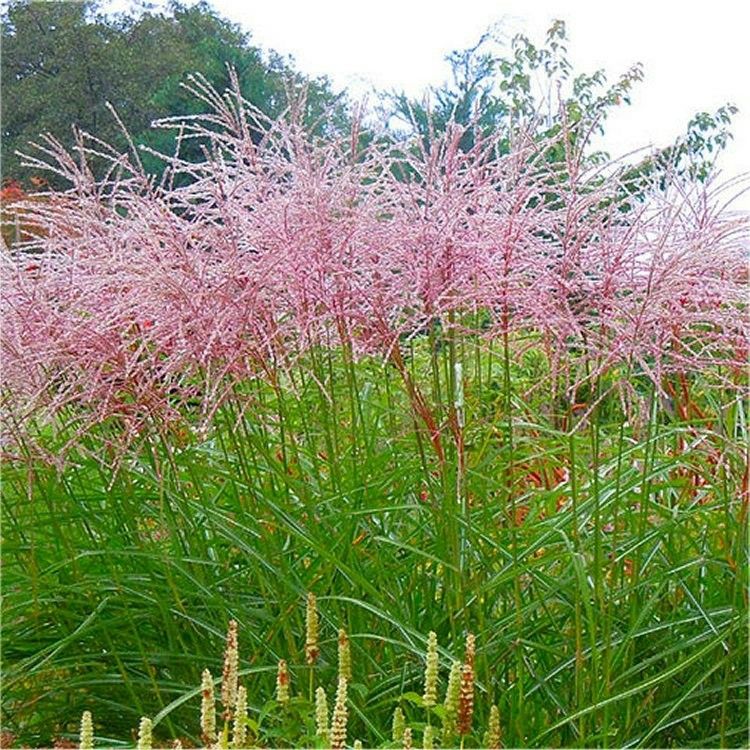 Miscanthus &#39;Flamingo&#39; ..tough ornamental grass with arches stems of pink flowers in summer and early autumn. Flower heads turn silver white as they age and foliage turns a warm orange bronze in winter
