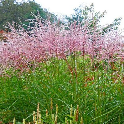 Miscanthus Flamingo .Pink Fountain Grass .. arched stems of pink flowers in summer and early autumn. Flower heads turn silver white as they age and foliage turns a warm orange bronze in winter
