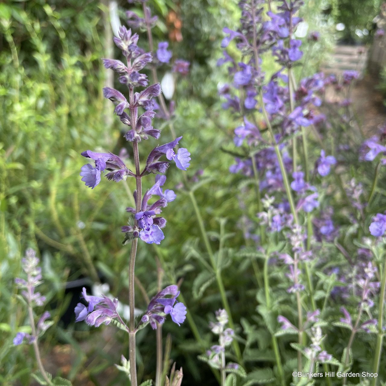 Nepeta &#39;Walkers Low&#39; neat mound forming tough catmint violet blue flowers from June until September . Makes a neat edging..Established pot grown plants
